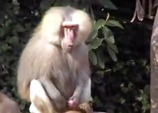 Sperm bestiality tube