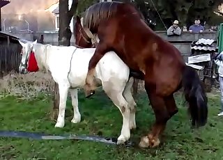 Two magnificent horses enjoying their natural call