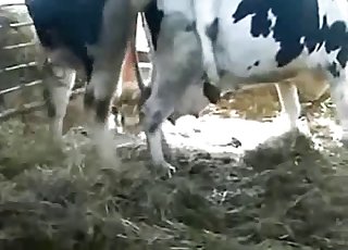 Bull pounds a sexy cow from behind