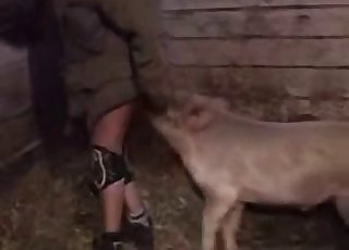 Cute small pig fucked a perverted farmer