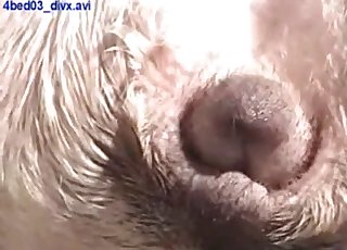 Great pussy shown up close in a zoo vid