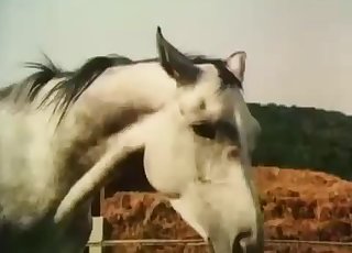 Two horses fucking passionately here