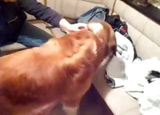 Brown dog punishing that tight hole