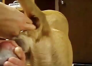 Beautiful doggy is enjoying bestiality XXX