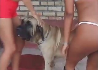 Vagina fucked hard by a doggy