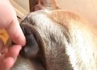 Awesome sex with a perverted doggy