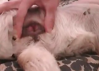 Sexy white doggy is enjoying bestiality XXX