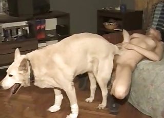 Dog penetrating hairless pussy here