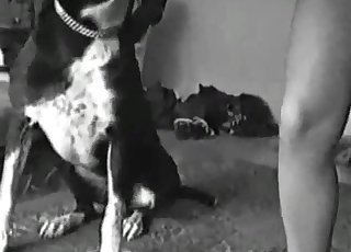 Sexy trained dog licks her juicy hole