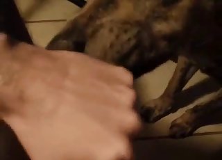 Shameless dude face-fucks a dog in POV