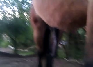 美しいチンポの屋外ショーケース