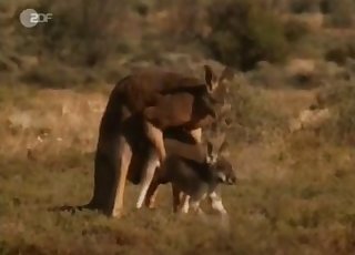 Kinky kangaroos fucking outdoors