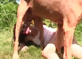 Slutty chick blows a big-dicked horse