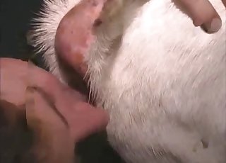 खेत के जानवर को उत्तेजित किया गया