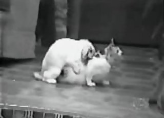 Cute kitty in amateur bestiality XXX session