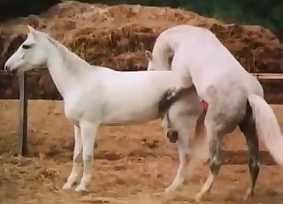 Two white horses fucking outdoors