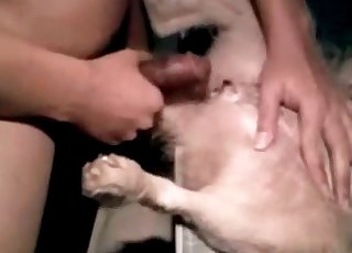 Owner slowly drills his lovely doggy
