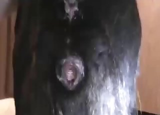 Exploring and probing animal pussy