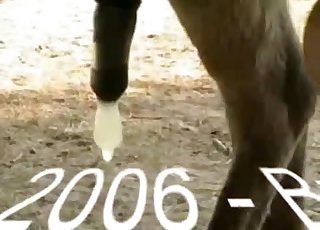 Collecting fresh semen of a hot animal