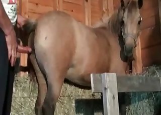 Awesome anal sex with a trained animal