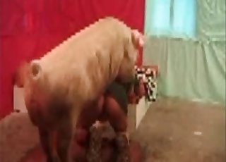 Pig fucks a sexy zoofil in doggy style pose
