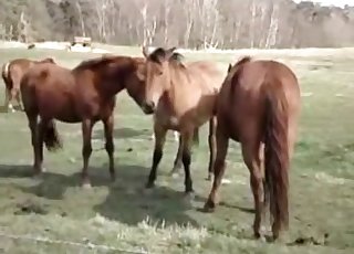 Horses decide to enjoy some forced sex