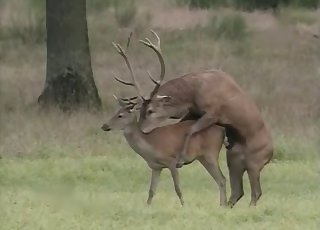 Oh deer, this deer's drilling her HARD