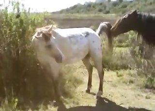 Brown and white ponies having sex