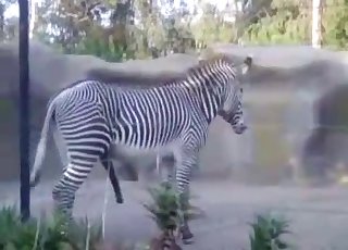 Zebra has extremely massive boner