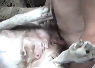 Farm animal pounded hard in missionary pose