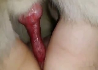 Sexy doggy fucked her wet vagina