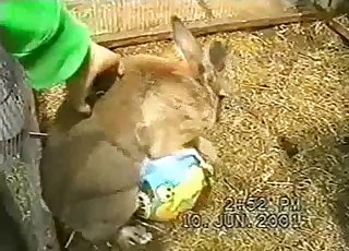 Cute rabbit is trying to fuck a ball