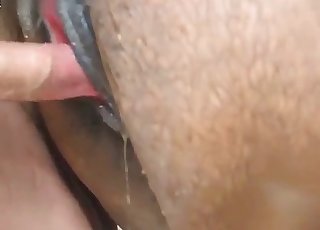 Good brown stallion fucked hard in doggy style