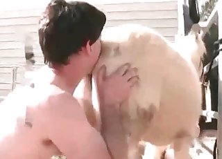 Stallion gets its ass fingered