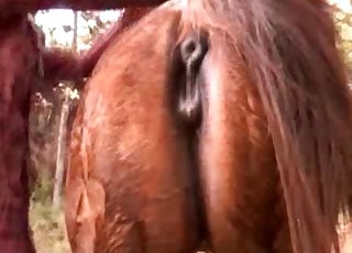 Good doggy style bestiality action with horse