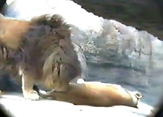 Lioness about to take a huge lion dong