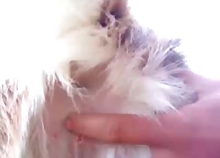 Close-up shots of a horny animal hole