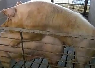 Two pigs have amazing doggy style sex