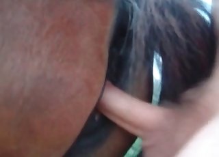 Horse is being penetrated from behind in the hot POV angle