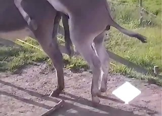 Mule bangs his girlfriend in doggy pose