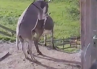 Mule bangs his girlfriend in doggy pose