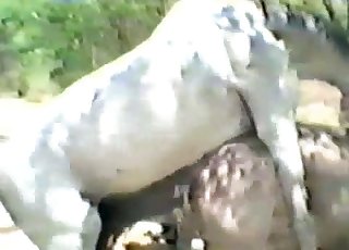 Close-ups and more in a bestiality vid