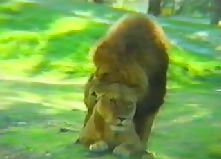 Lioness takes her horny lion's big cock