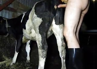 Boots-wearing zoophile fucks a cow