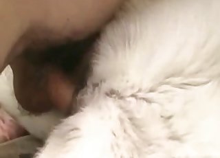 White dog nicely fucked in missionary pose