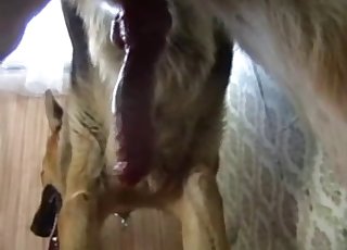 Trained shepherd fucked a big bottom