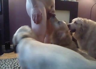 Three dogs worshiping a guy's hot bod