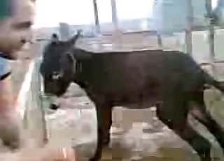 Two young mules fuck in doggy style