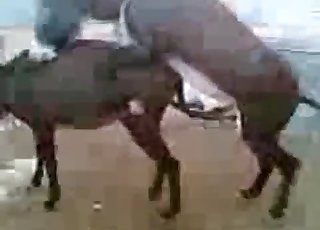 Two young mules fuck in doggy style