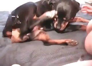 Black doggy licks a dick and gets fucked